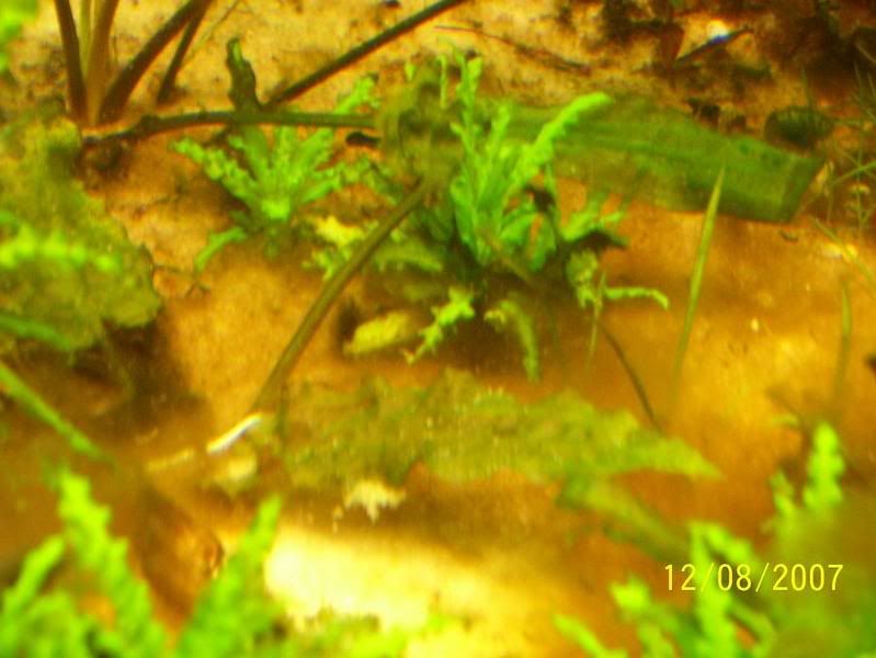 algae2.jpg