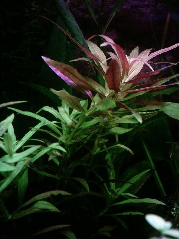 Polysperma.jpg