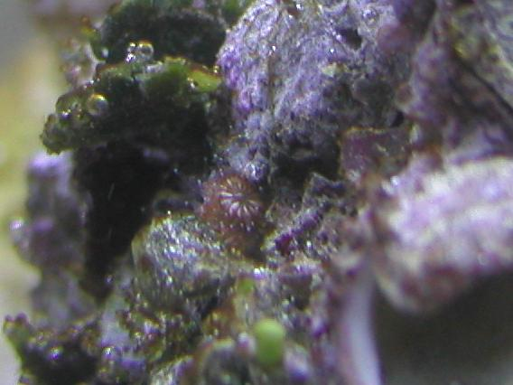 polyps3.png