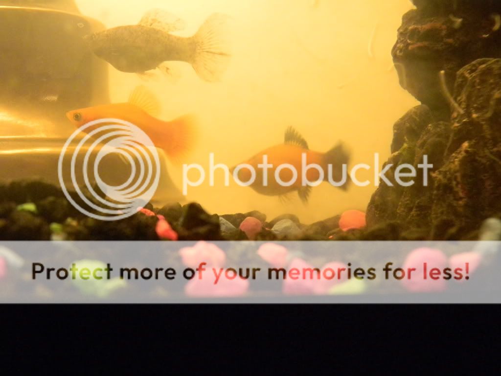 fishyprego009.jpg