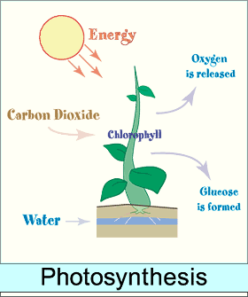 plant.gif