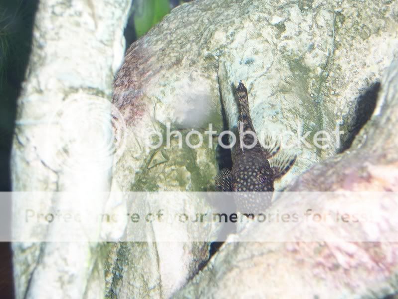 pleco.jpg