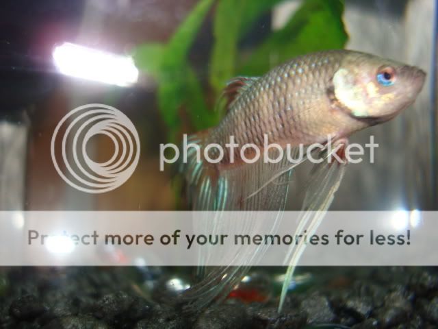 bettas2011.jpg