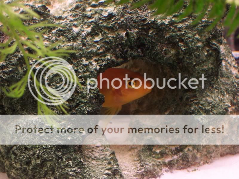 camerafryect003.jpg
