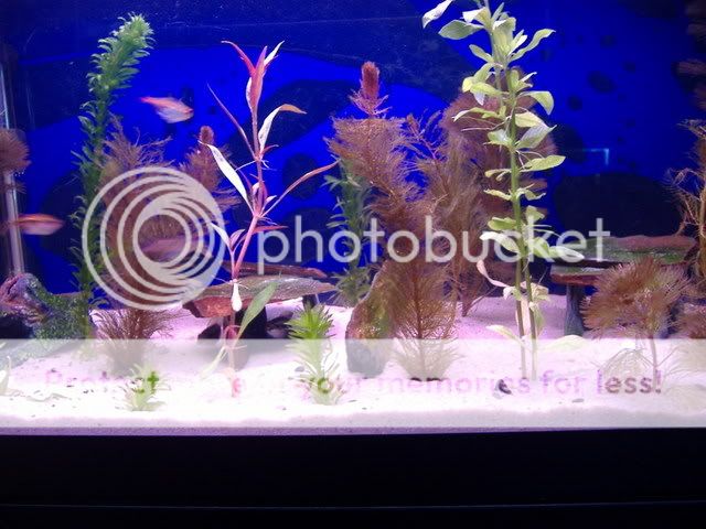 fish005.jpg