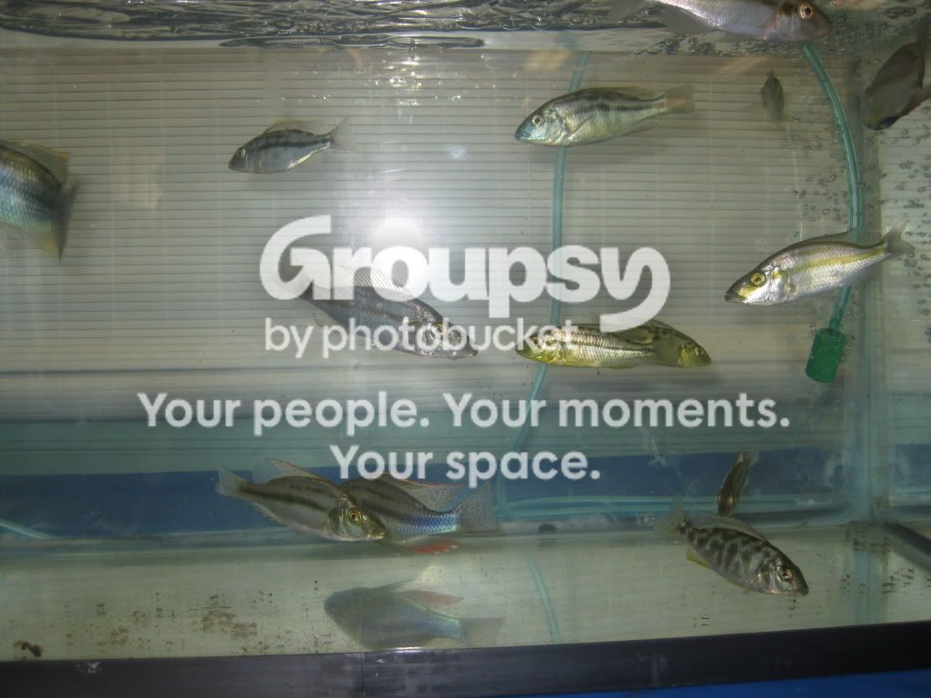 SpringFishExpo10039.jpg