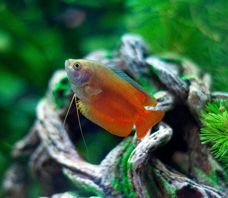 compgourami.jpg