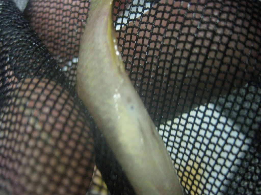 JewelCichlids063.jpg