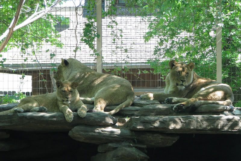 LionPride7.jpg