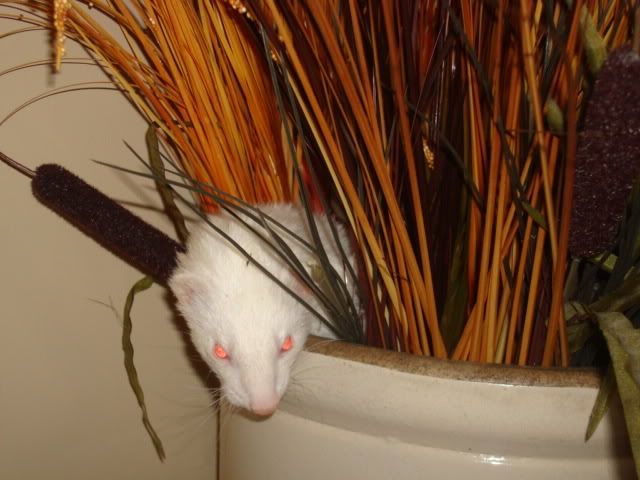 ferrets036-1.jpg