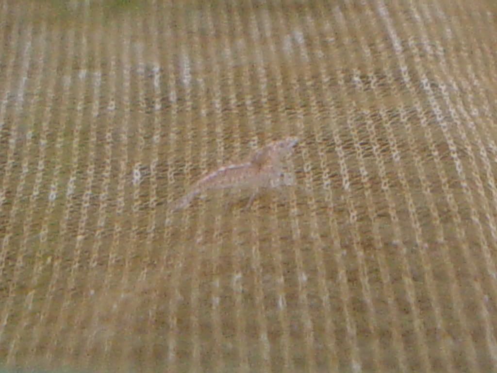 DSC03174.jpg