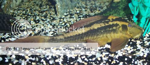 040307rusty1.jpg