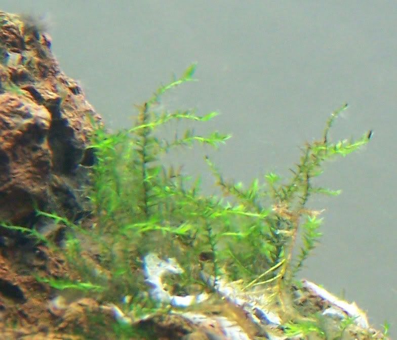 moss1.jpg