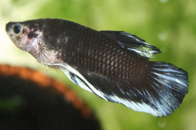 Fish29-05-09033.jpg