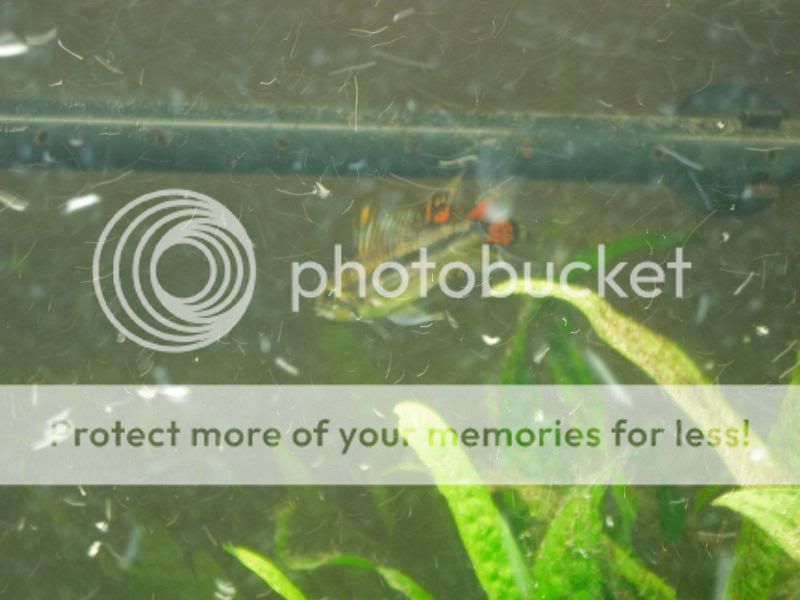 Fish3023.jpg