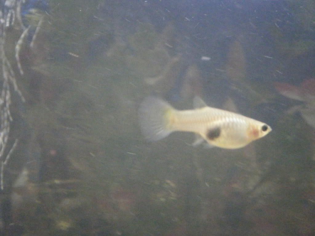 DSCF0077.jpg