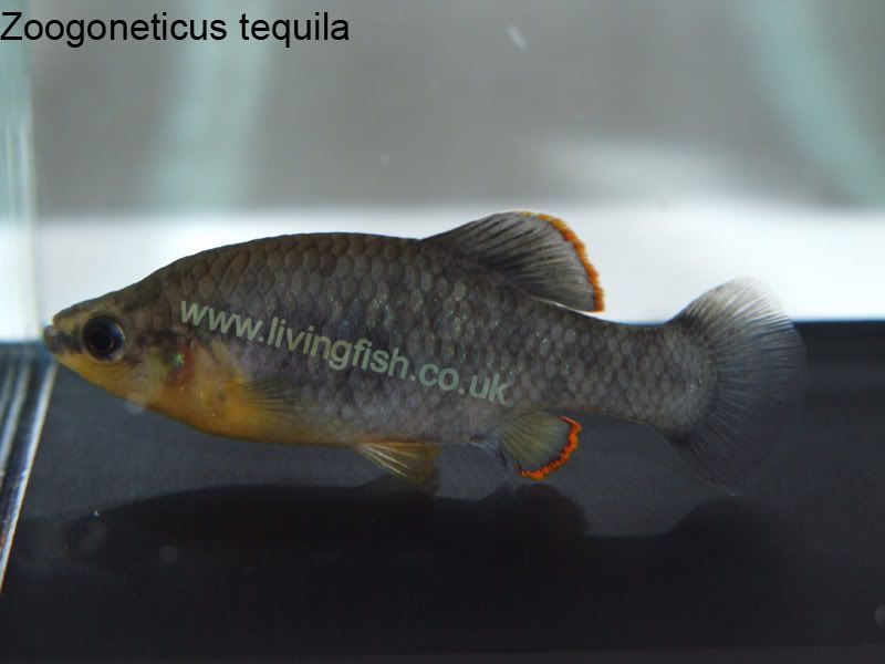 Zoogoneticus-tequila.jpg