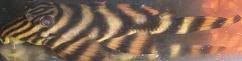 goldstripepleco1.jpg