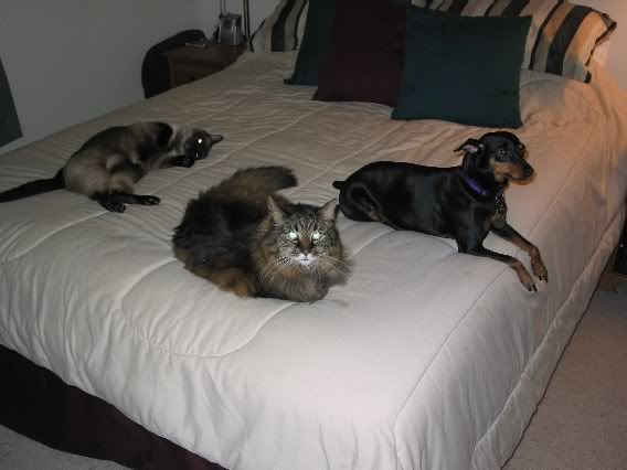 Three_cuties_bed3.jpg
