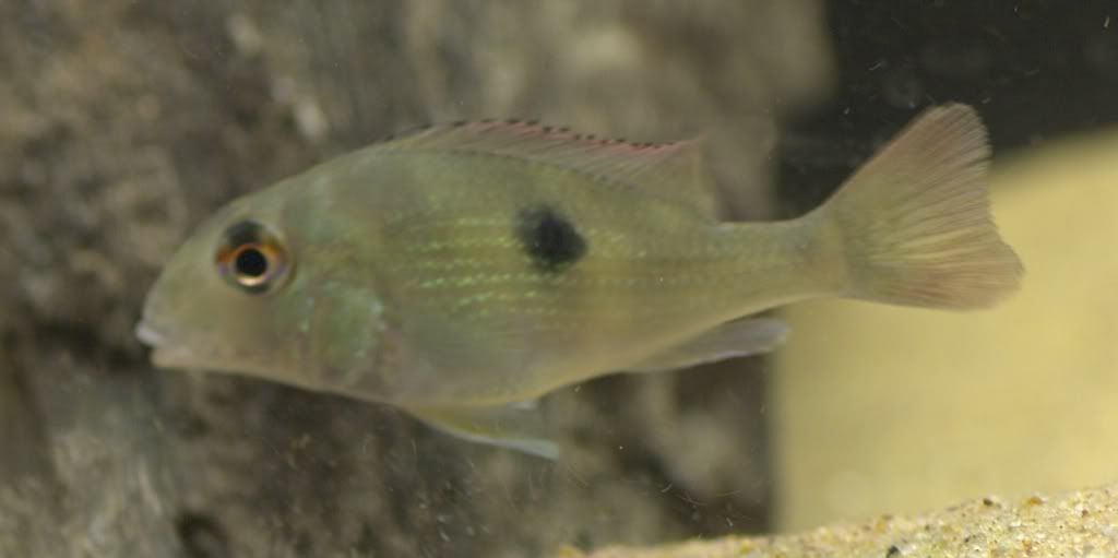 tapajos_not_sure.jpg