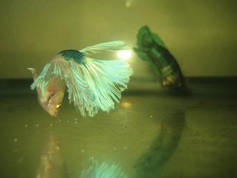 bettas033.jpg