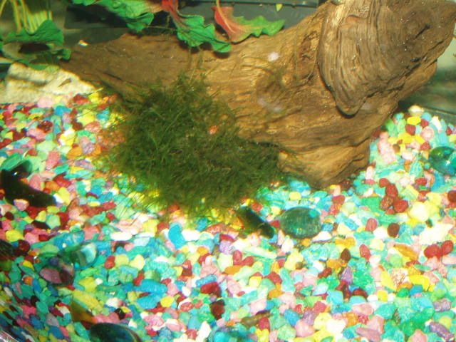 158cd6c8.jpg