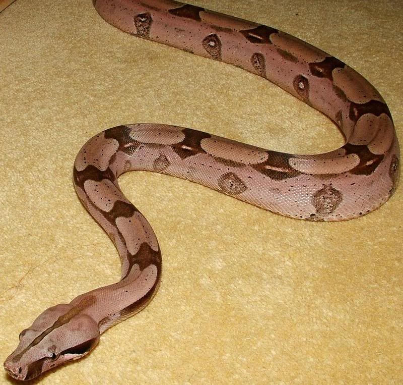 guyanan3.jpg
