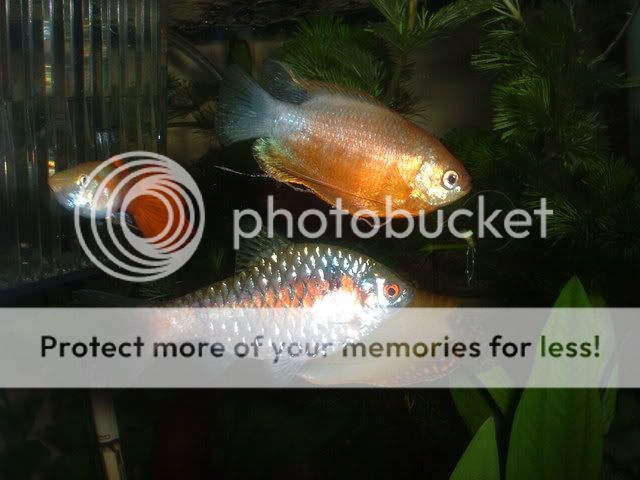 DSCF0040.jpg