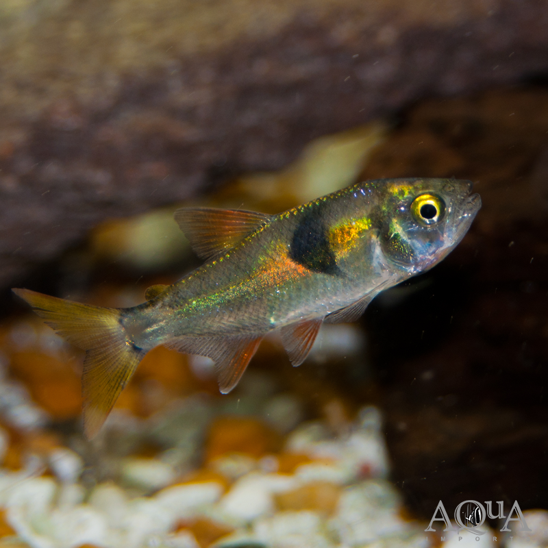 www.aqua-imports.com