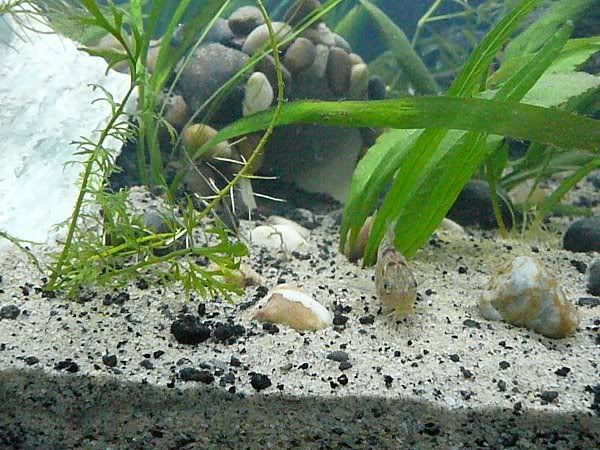 5-27-11a.jpg