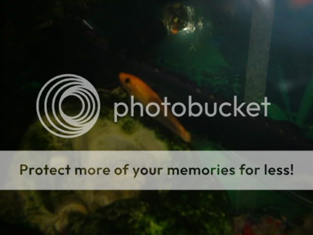 DSCF0216.jpg