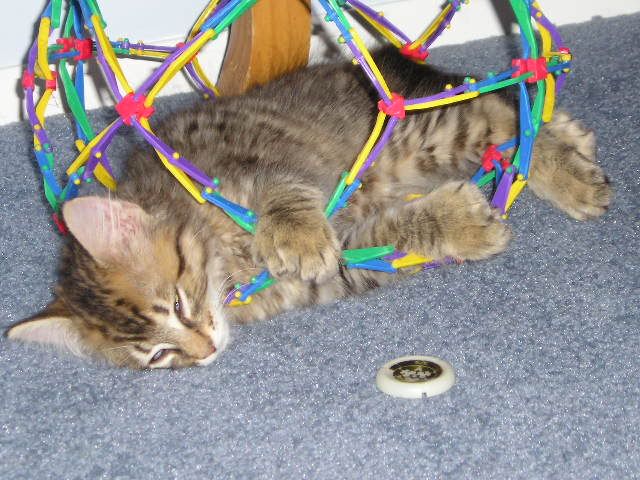 Catballfun013.jpg