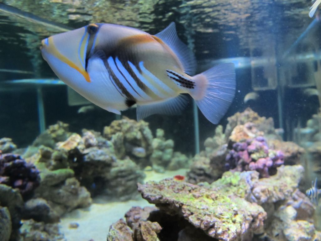 IMG_1272.jpg