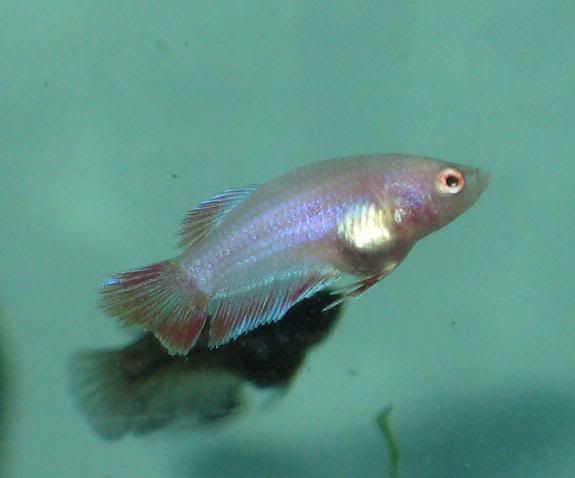 Fish273.jpg
