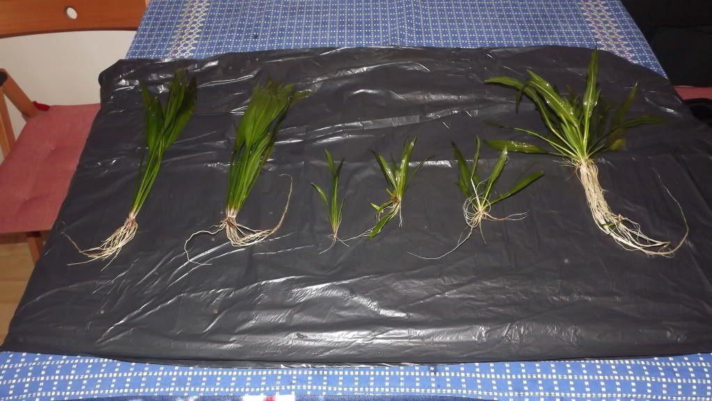 plants001.jpg