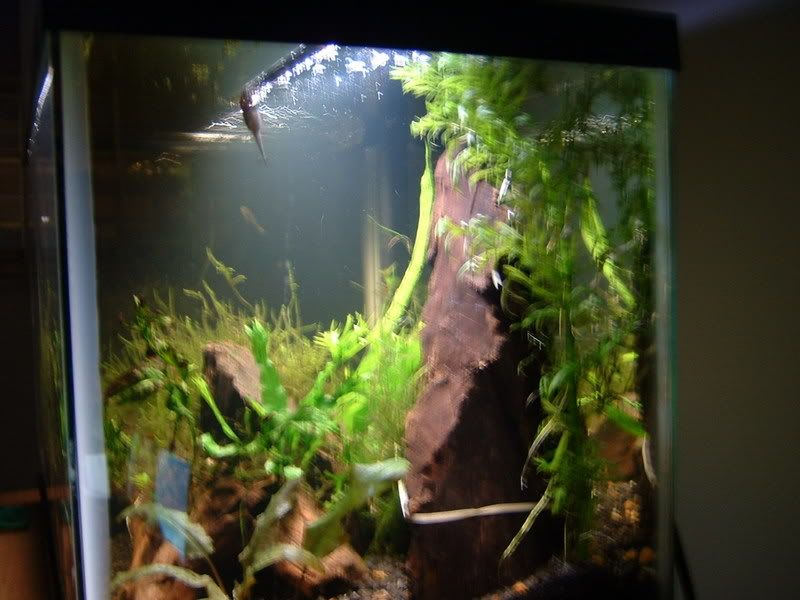 aquariumapril07004.jpg