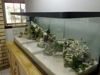 Coral3.jpg