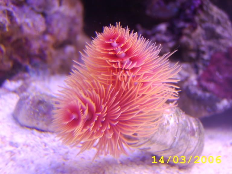 Del025.jpg