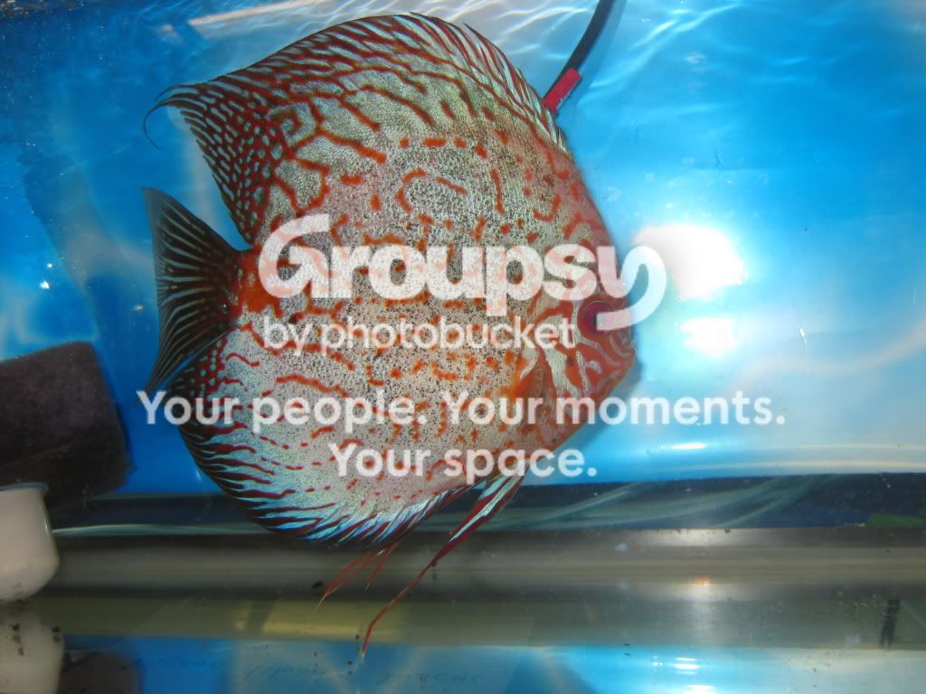 SpringFishExpo10016.jpg