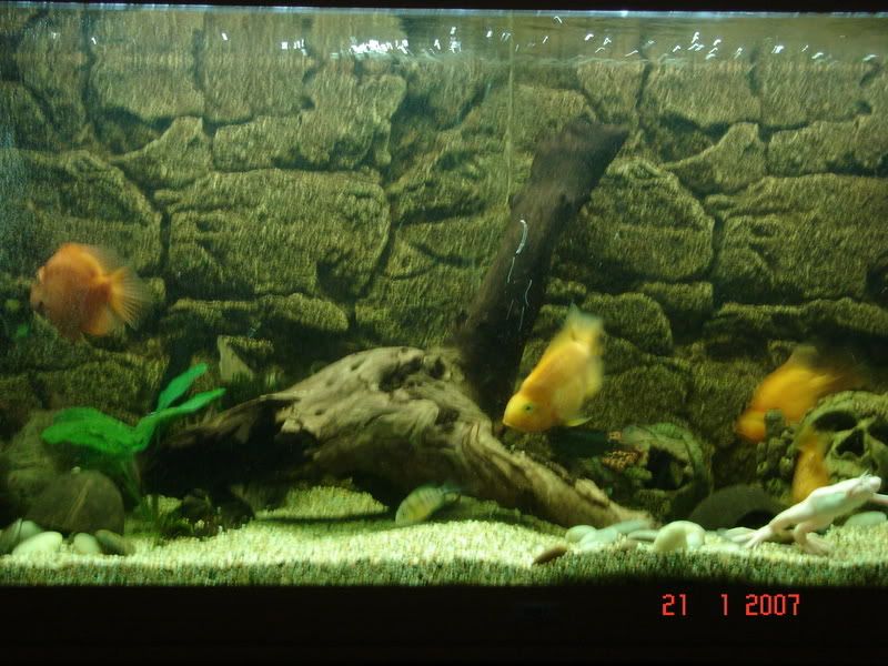 DSC01245.jpg