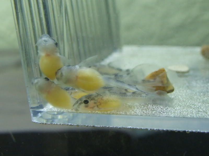 DSCF0808.jpg