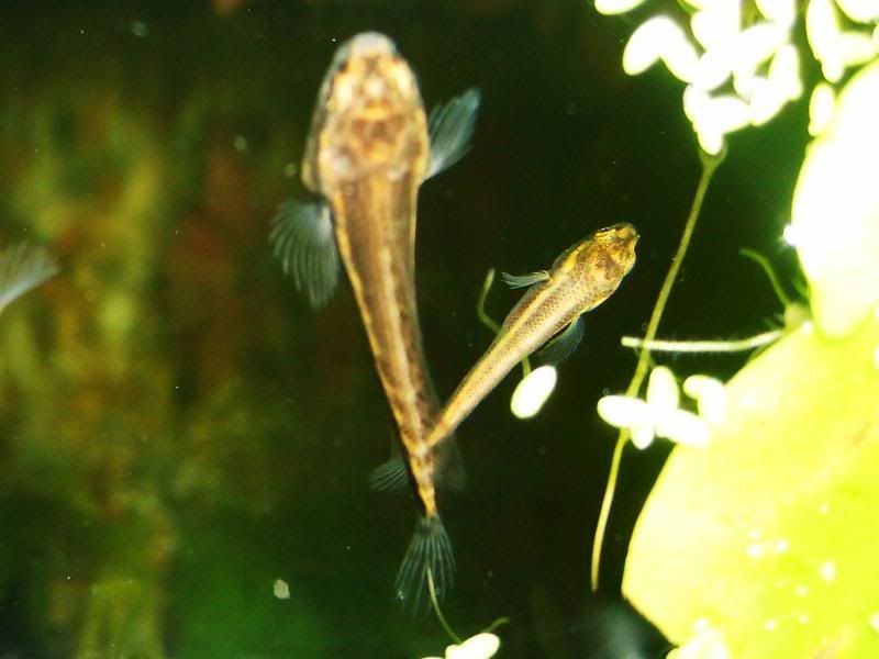 S5003011.jpg