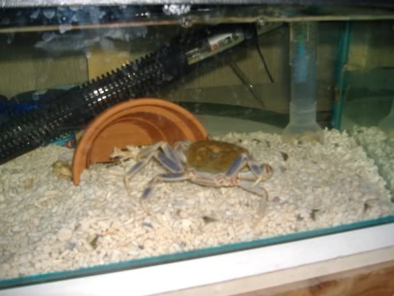 fishies012.jpg