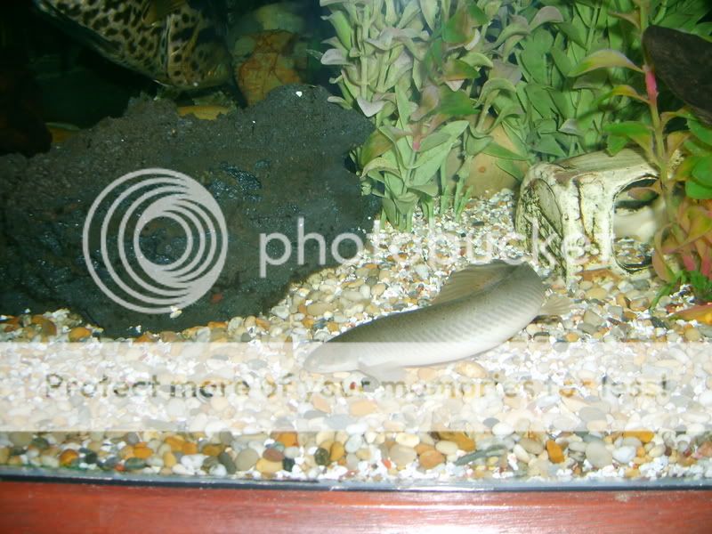 paulasholidayandneilsfishes181.jpg