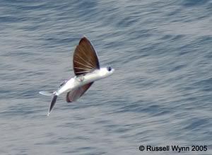 Flying_fish.jpg