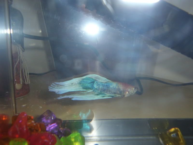 betta2.jpg
