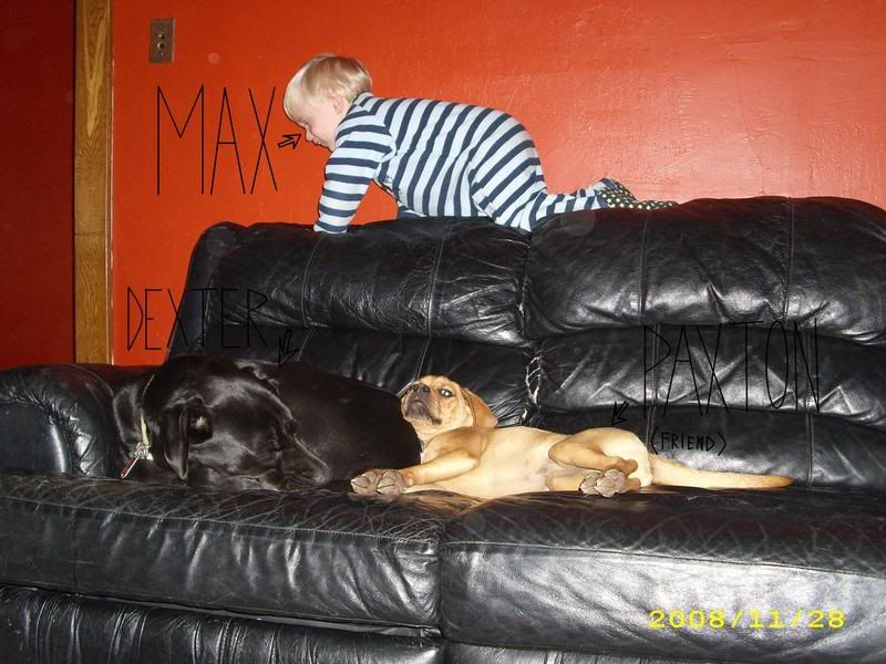 twodogs.jpg