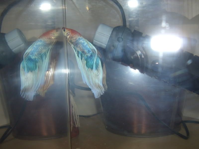 betta.jpg