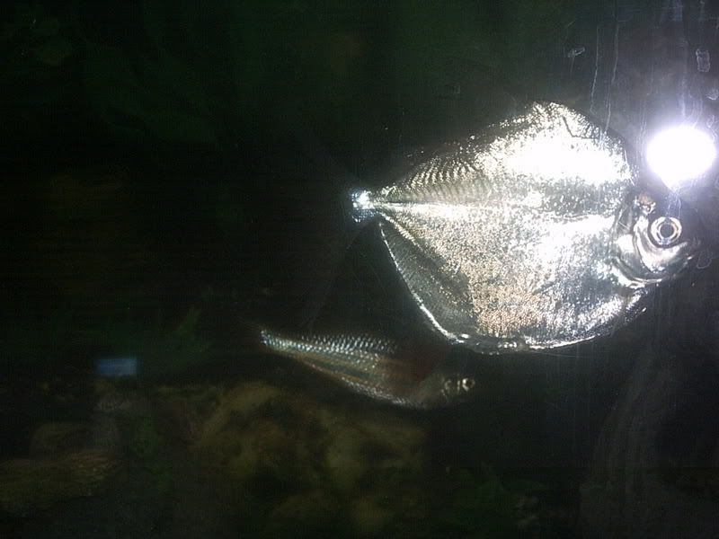Digicamerapics011.jpg