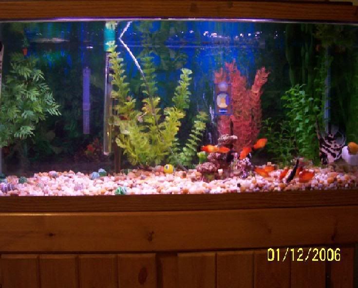 200611293632_tankbackground.jpg